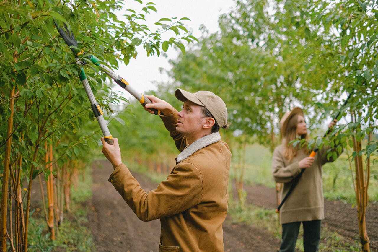 Best Tree Care Services  in Zephyrhills, FL